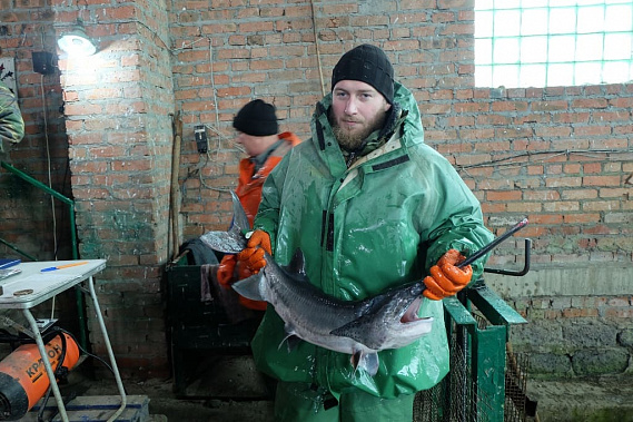 Рыбовод Степан Степанов демонстрирует лучший образец вислоноса — весом 5 килограммов.