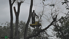 Под звуки пил и топоров