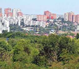 Роща превращается в парковку