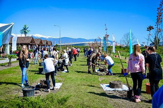 Красота цветущей сакуры