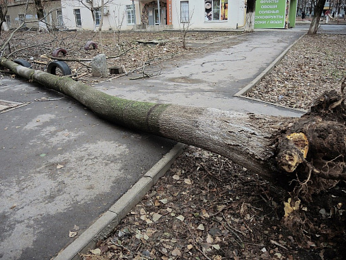 Старые деревья нуждаются в диагностике