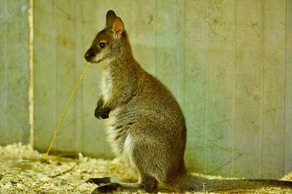 В зоопарке Ростова на свет появился детеныш кенгуру