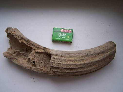 Привет из плейстоцена