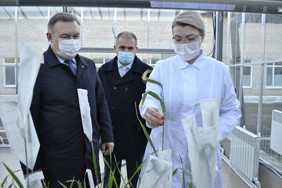 В Ростовской области выделили более 324 миллионов рублей на господдержку элитного семеноводства