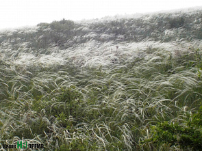 Радость для души