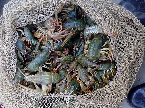 Вылов раков для жителей Пролетарского района закончился уголовным делом