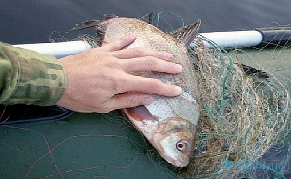 Начальник волгодонских рыбинспекторов брал взятки рыбой