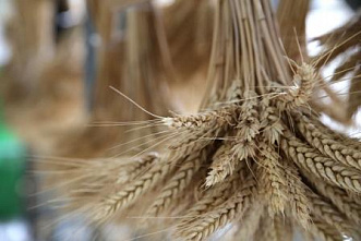 Донские хлеборобы собрали уже 8 млн тонн зерна. Курс – на 11 млн