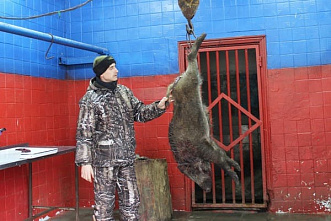 Ветеринары призывают донских охотников не забывать про трихинеллез