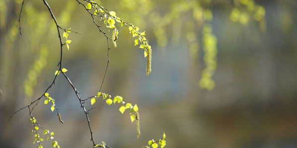 Жителей Дона ожидает прохладный Первомай