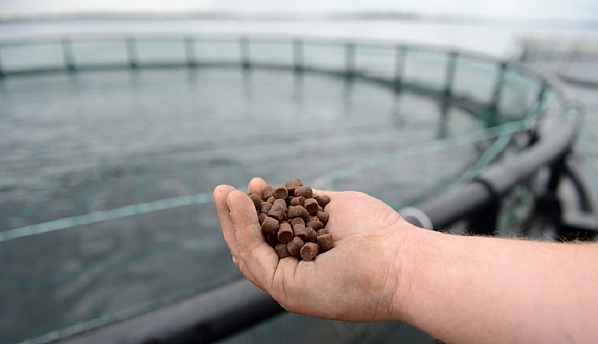 Источник фото: agro-matik.ru