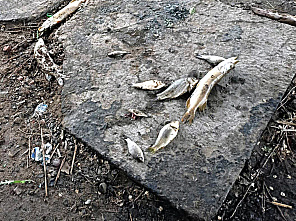 В реке Быстрой в районе Морозовска погибла рыба