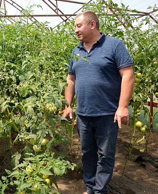 Под станицей Грушевской начали выращивать клубнику