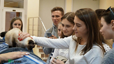 Как кошки-крошки звездами стали