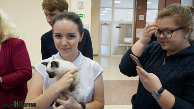 Как кошки-крошки звездами стали