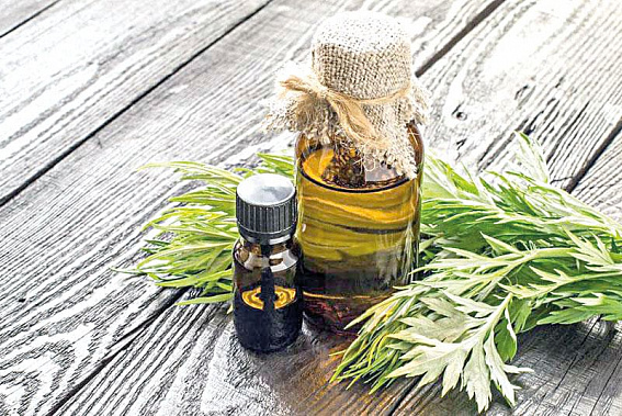 Из полыни сделают лекарство от коронавируса