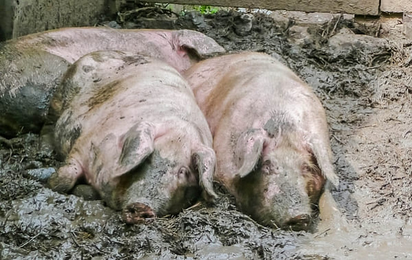 В Усть-Донецком районе почти полтысячи свиней остались без охраны