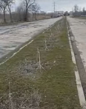 В Волгодонске дерутся с деревьями