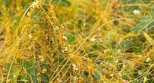 Повилика полевая. Источник фото: 73online.ru.