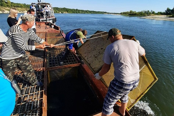 В Дон выпустят более миллиона штук мальков русского осетра