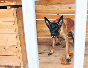 Собаки специального назначения_14653