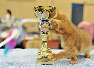 О кошках и о себе_21135