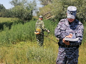 В Ростовской области начали уничтожать дикую коноплю