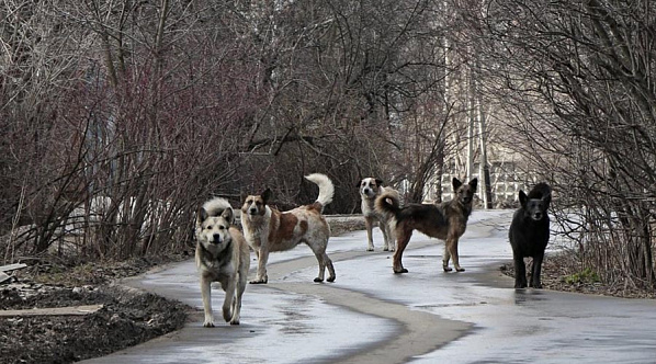 Ростовские власти сформулировали техзадание на строительство комплекса для безнадзорных животных