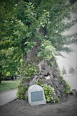 Дуб, переживший Сталинградскую битву, находится под охраной.