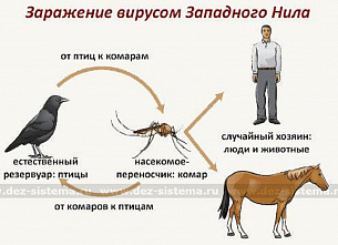 В пяти донских территориях выявлены заболевания лихорадкой Западного Нила (ЛЗН)