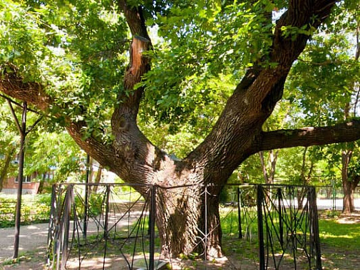 На обследование деревьев таганрогского природного парка «Дубки» выделены деньги