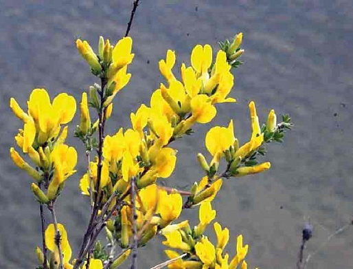 ЭНДЕМИКИ ДОНСКОЙ ФЛОРЫ