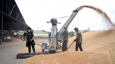 В Октябрьском (с.) районе уборку урожая ведут наперегонки  с дождем