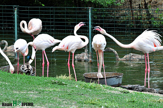 Как зоопарк Ростова пережил пандемию