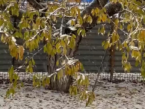 Первый снегопад на Верхнем Дону. Фото местных жителей из соцсетей.  