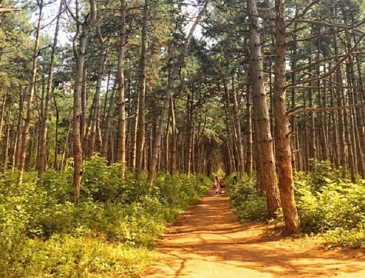 ЩЕПКИНСКИЙ ЛЕС