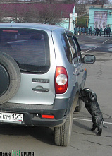 Они «смеются» хвостами