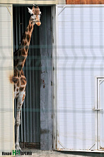 Как зоопарк Ростова пережил пандемию