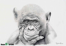 Звери на грани