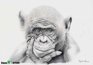 Звери на грани