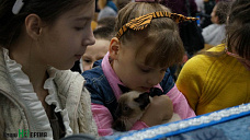 Как кошки-крошки год Собаки встречали