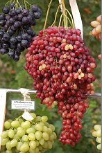 Виноград