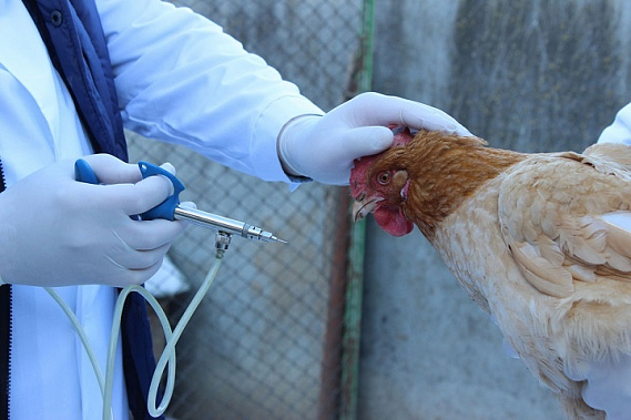 На Дону готовятся к кампании вакцинации от птичьего гриппа