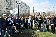 Клены, липы, туи...	