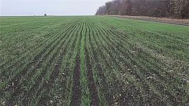 Введенный еще минувшей весной режим ЧС регионального уровня для донских аграриев теперь отменен