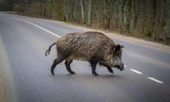 В Красносулинском районе астраханцу сломали ногу кабаном