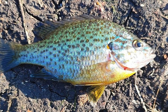 Солнечный окунь входит в первую сотню самых опасных инвазивных видов России. Источник фото: ЮНЦ РАН.