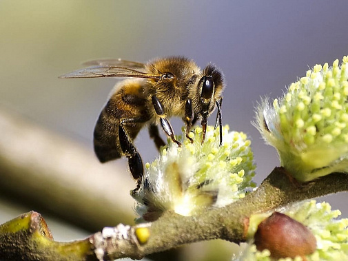 Почему в Ростовской области погибло много пчел?