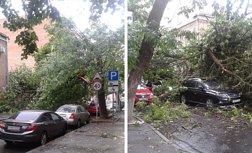 В центре Ростова во время грозы рухнувшее дерево повредило три машины