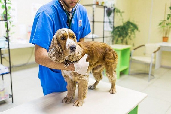 Фото сайта doggav.ru